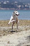 WHIPPET 017